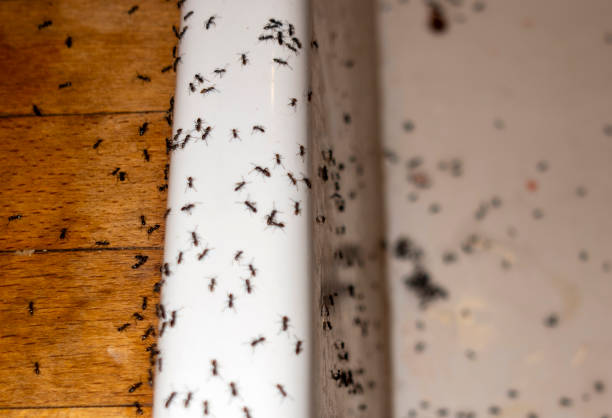 Best Pest Control for Restaurants  in Cedar Grove, WI